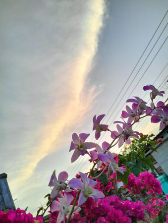 Beautiful pink blooming flowers in front of the houseの写真素材