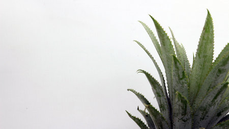 Fresh pineapple fruit isolated on white backgroundの写真素材