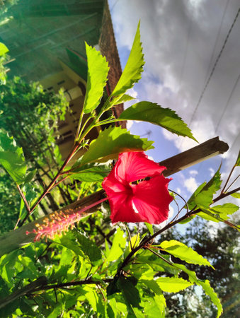 Beautiful small flowers that bloom after the rain in gardenの写真素材