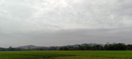View of green rice fields with a road flanked by rice fields and surrounded by hills. Looks...