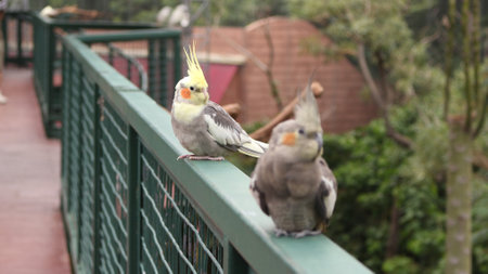 A small parrot bird that is primarily found in aviary, the Cockatiel is quite popular as a pet parrot. Curious and at times fiesty in nature, with a Cockatiel in the house you are sure to hear a lot of chirping and whistles.の写真素材