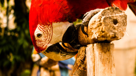 Macaws are birds from the tribus arini which are members of the Psittacidae family.
