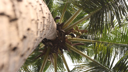 Coconut trees blowing in the wind, green and cool. View of trees on the beach with blue sky.