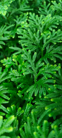 Spike Moss ( Selaginella wallichii ), Green fern leaf texture for natural backgroundの写真素材