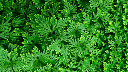 Spike Moss ( Selaginella wallichii ), Green fern leaf texture for natural background