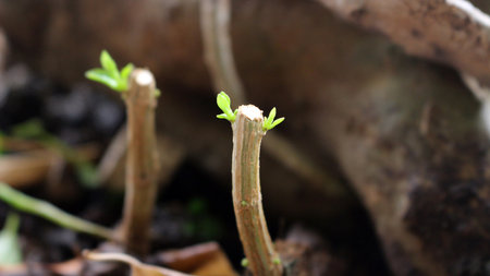 New plant shoots growing in pots are very natural and beautiful.