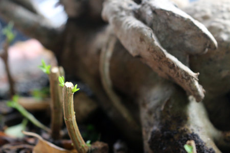 New plant shoots growing in pots are very natural and beautiful.の写真素材