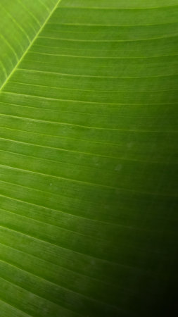 Background photo of green banana leaves, natural and distinctive.