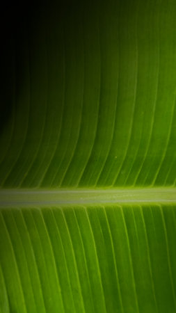 Background photo of green banana leaves, natural and distinctive.