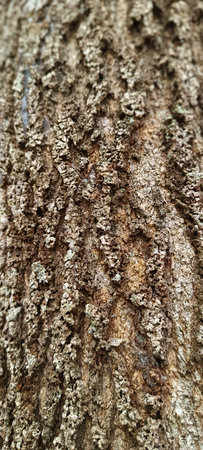 Close up view of brown old tree trunk texture