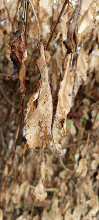Brown dry leaves on tree in garden