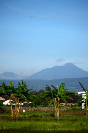 View of a mountain and green rice fields in the morning. Looks natural and beautiful.