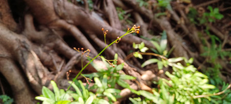 Close up view of tree roots and small plants nearby