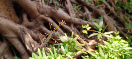 Close up view of tree roots and small plants nearby