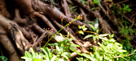 Close up view of tree roots and small plants nearby