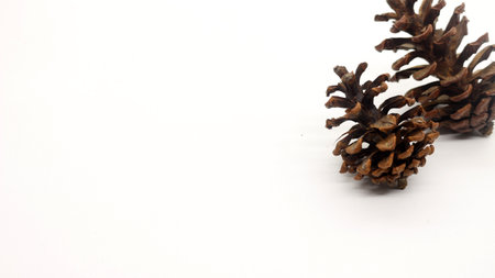 Close up of dried pine flowers isolated on white background