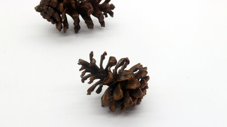 Close up of dried pine flowers isolated on white backgroundの写真素材