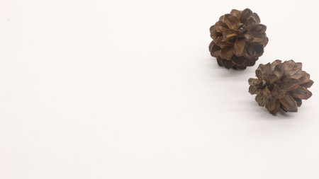 Close up of dried pine flowers isolated on white backgroundの写真素材
