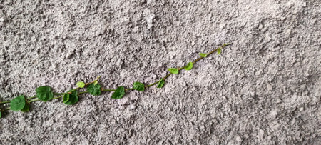 Close up view of vines on a gray wallの写真素材