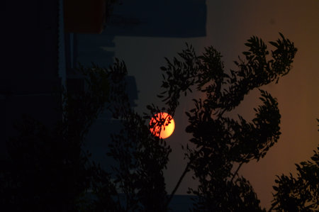 The beautiful sunset in the city is covered by leaves among the tall buildings, it looks aesthetic.の写真素材