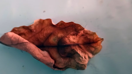 Brown dry leaves isolated on floorの写真素材