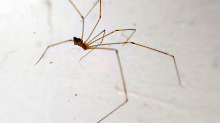 The spider with long legs on the wall