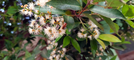 Beautiful white flowers on a tree (Syzygium myrtifolium) in the gardenの写真素材