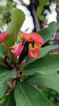 Pink euphorbia milii flower or crown of thorns flower