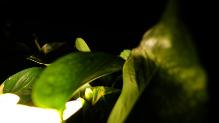 Close up of Plants at night with lightの写真素材