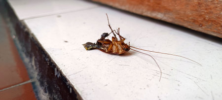 dead cockroaches on the floor, insects that often transmit diseasesの写真素材