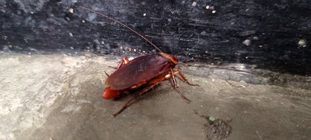 cockroaches on the floor, insects that often transmit diseases