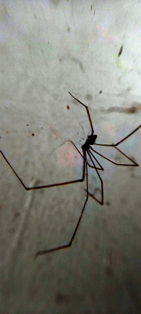 Close view Spider with web