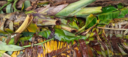 Fallen and dry banana leaves on the groundの写真素材