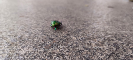 Close up of European rose chafer insect on the floor