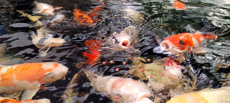 Close up of koi fish being fed in a pondの写真素材