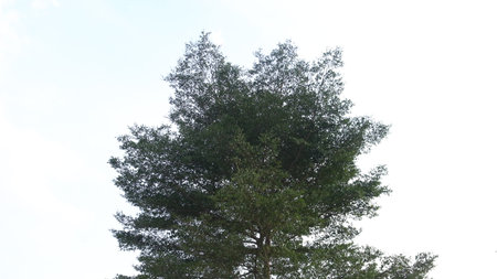 View of Big Tree with Bright Clouds