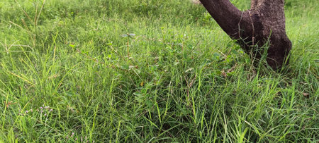 Wild grass in a wide fieldの写真素材