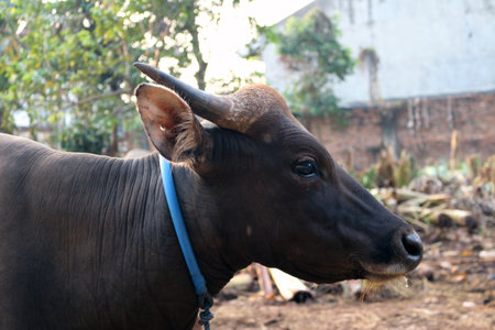 Brown and black Bima cows in the yardの写真素材