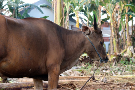 Brown and black Bima cows in the yardの写真素材