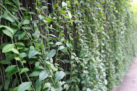 Close up of vines on the wall of the roadside