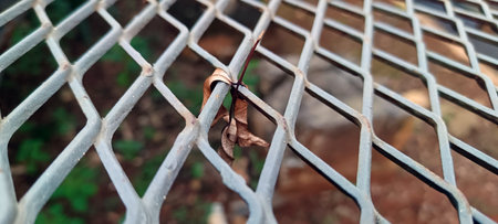 Fallen dry leaves scattered on the iron wireの写真素材