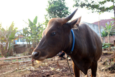 Brown and black Bima cows in the yard