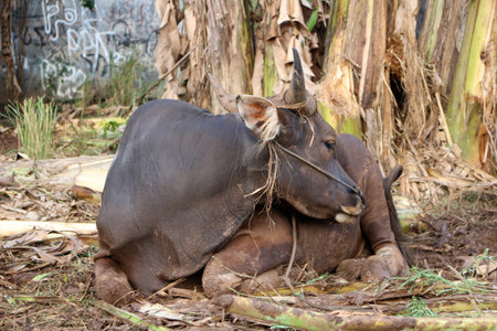 Brown and black Bima cows in the yardの写真素材