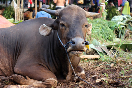 Brown and black Bima cows in the yard