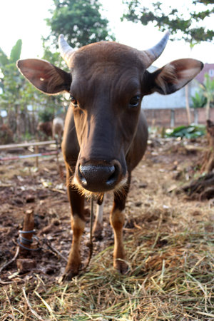 Brown and black Bima cows in the yard
