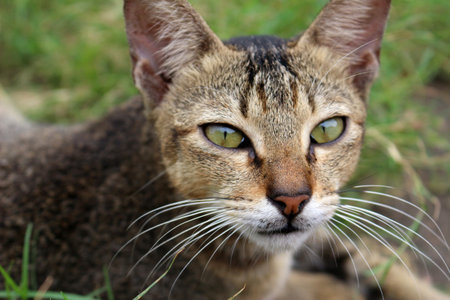 Close up of a cute brown cat