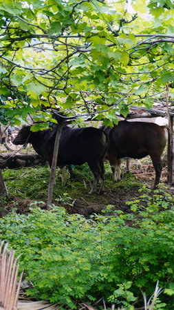 Big brown cow in the backyardの写真素材