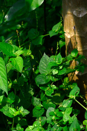 Green leaves growing in the sun
