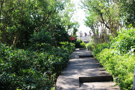 Stone stairs surrounded by lush green plants and trees in the garden