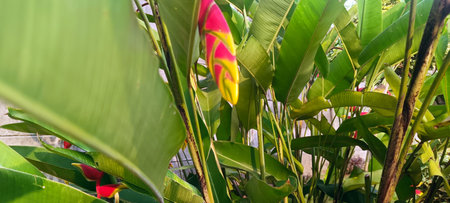 Red and yellow Heliconia rostrata flowers in the yardの写真素材